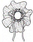 dhelna1.gif (6466 bytes)